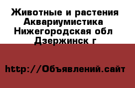 Животные и растения Аквариумистика. Нижегородская обл.,Дзержинск г.